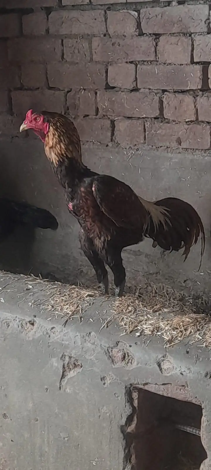 baby sell for  barzleen or lasni ka corras bap ki pic sath ha — photo 3