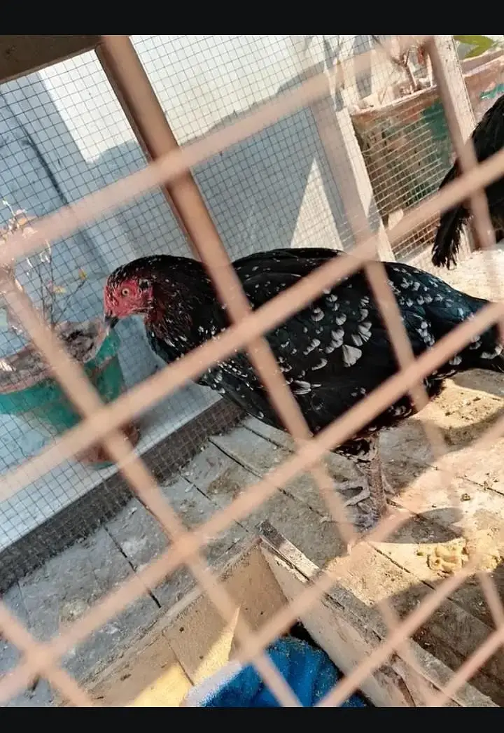 Black Aseel Murgi — photo 5