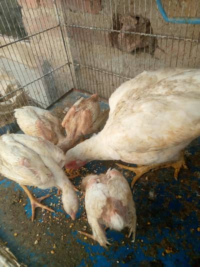 Heera aseel murgi 4 bacche for sale