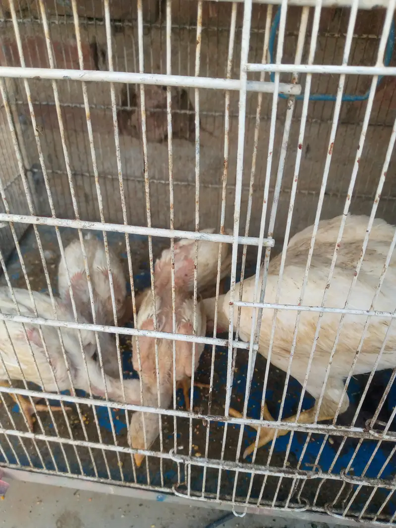 Heera aseel murgi 4 bacche for sale — photo 2