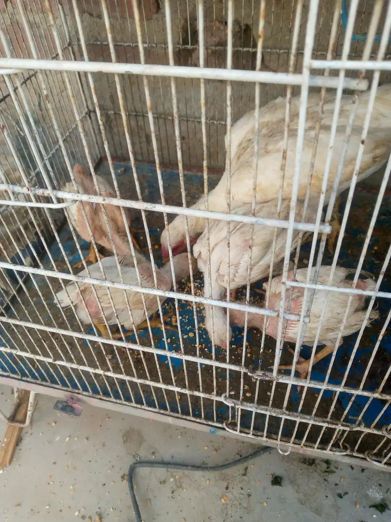 Heera aseel murgi 4 bacche for sale — photo 3