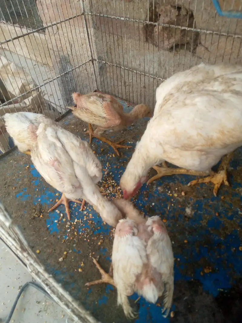 Heera aseel murgi 4 bacche for sale — photo 4