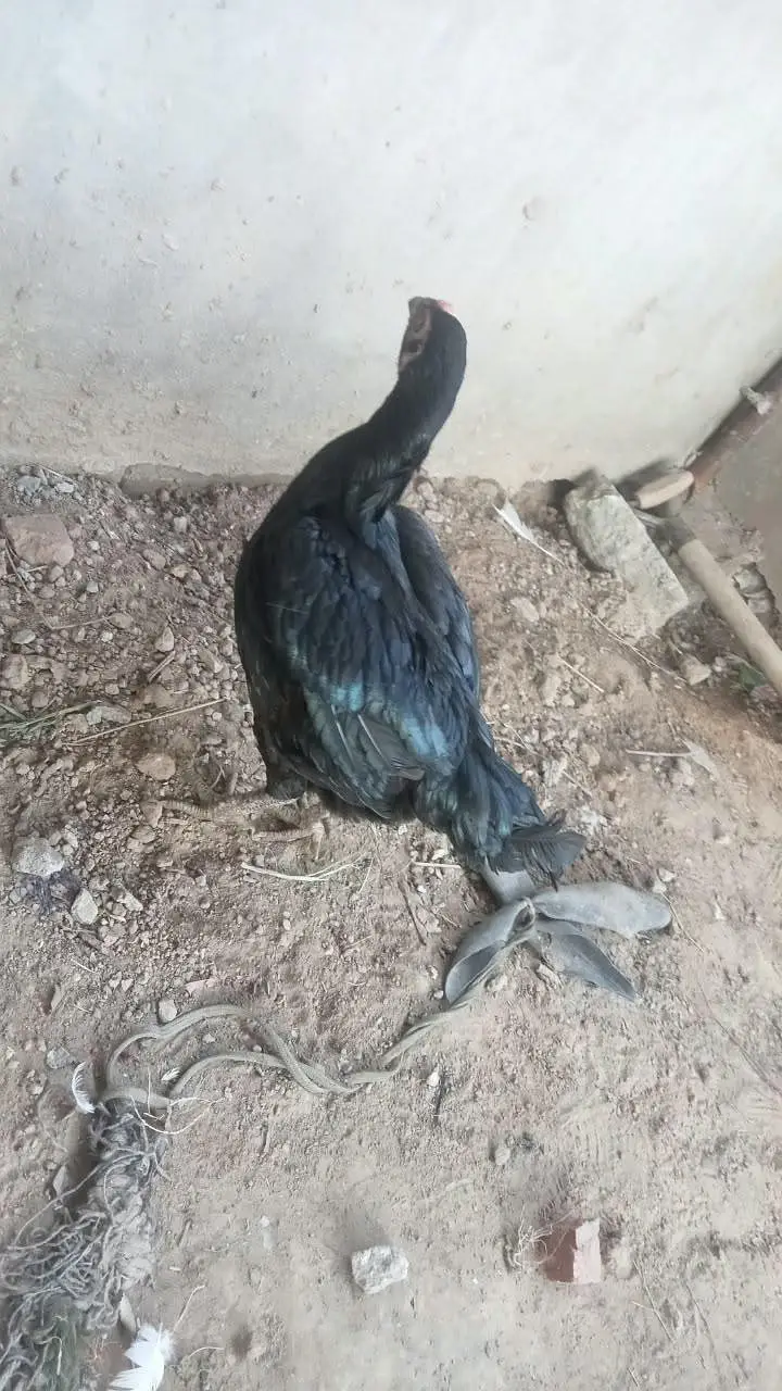 Aseel Mianwali Madi Kurk Murgi — photo 3