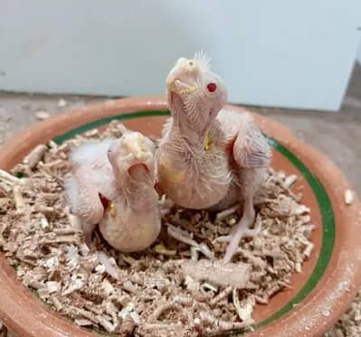 Cream Cocktail Chicks (Red eyes)