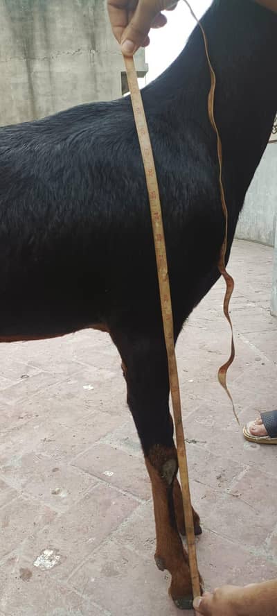 Nagri bakri for sale