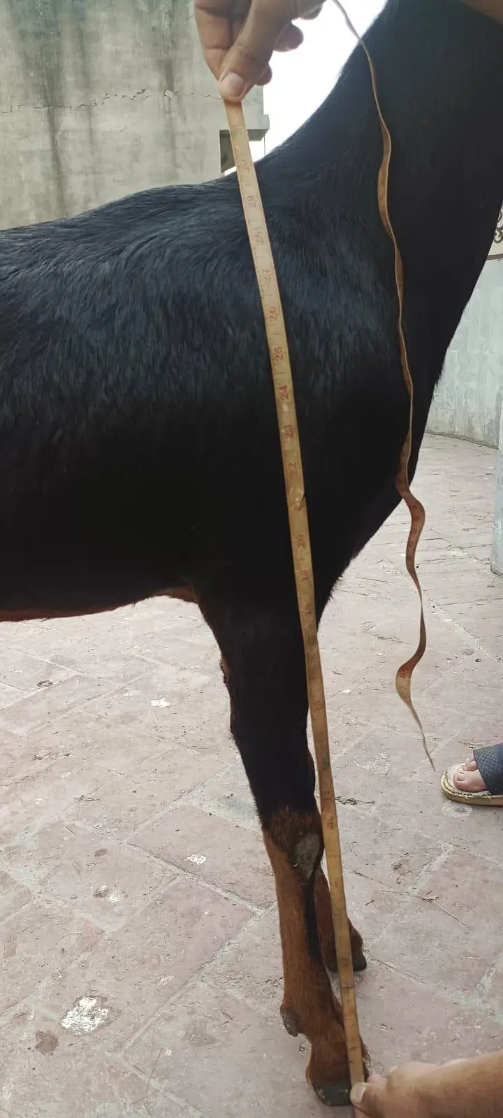 Nagri bakri for sale