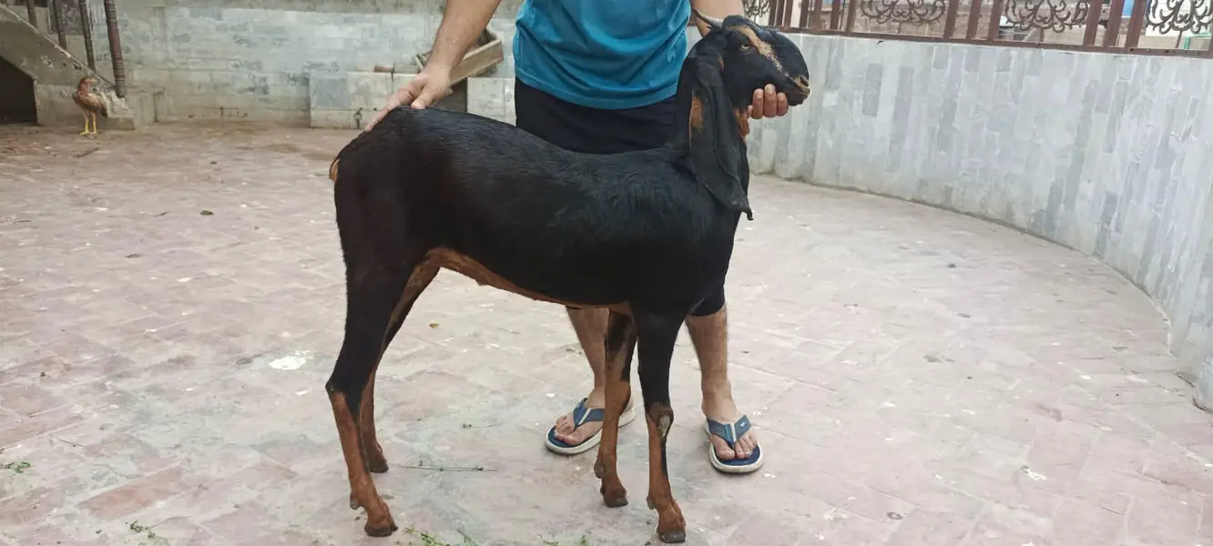 Nagri bakri for sale — photo 2