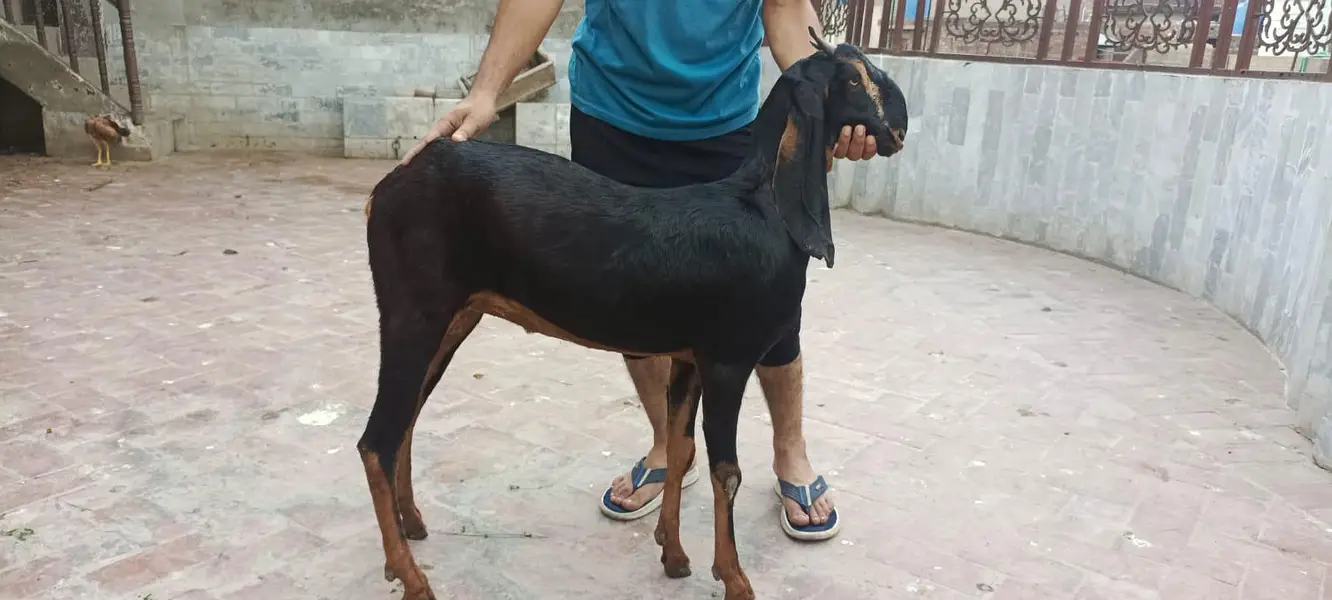 Nagri bakri for sale — photo 3