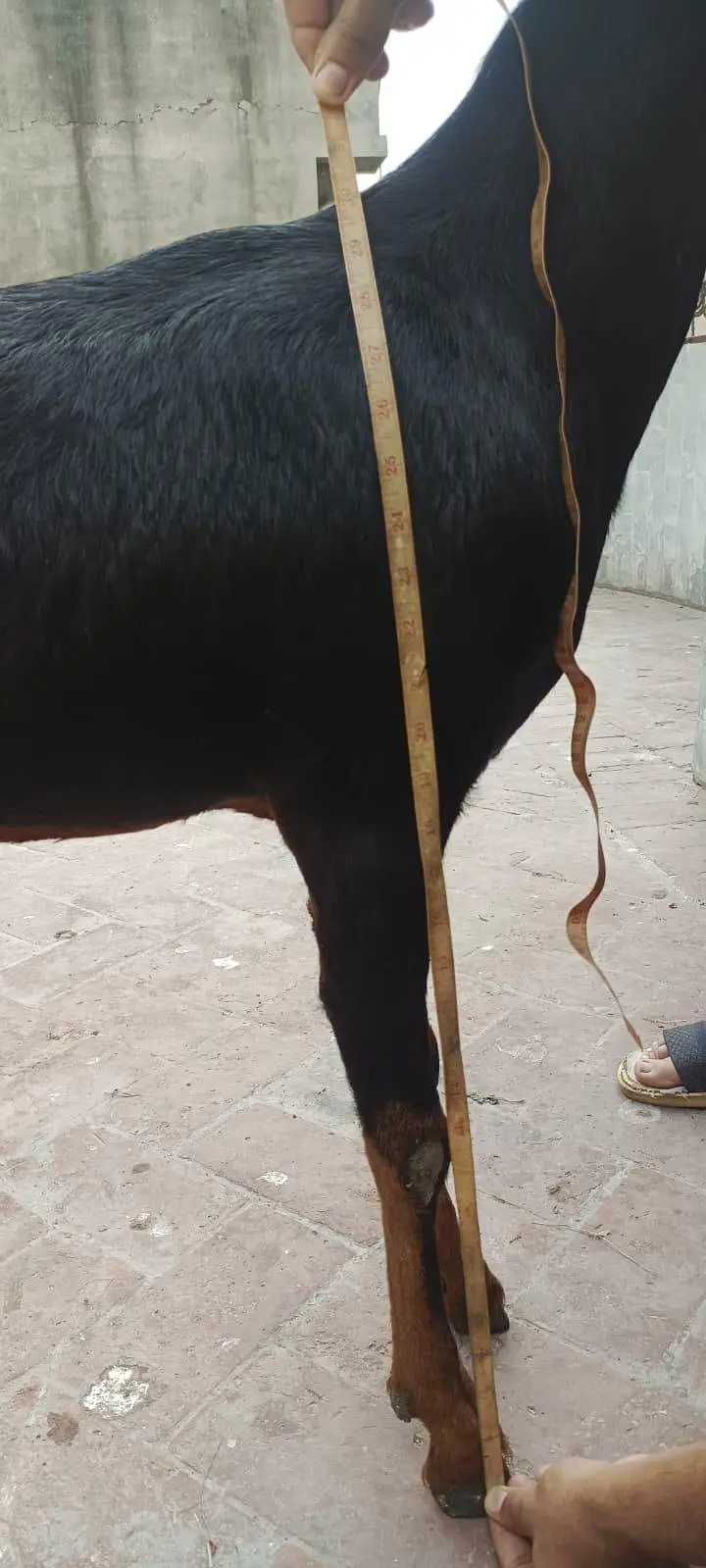 Nagri bakri for sale — photo 4