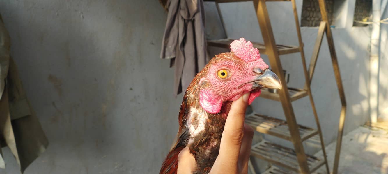 hens seel 3