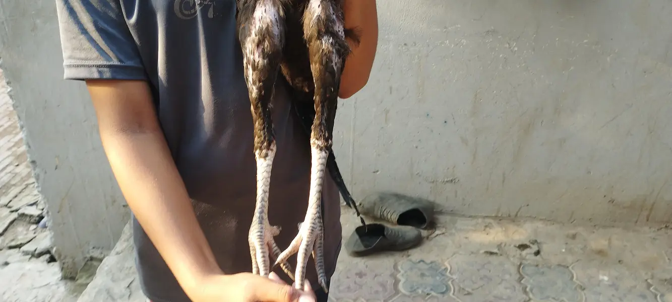 hens seel — photo 5