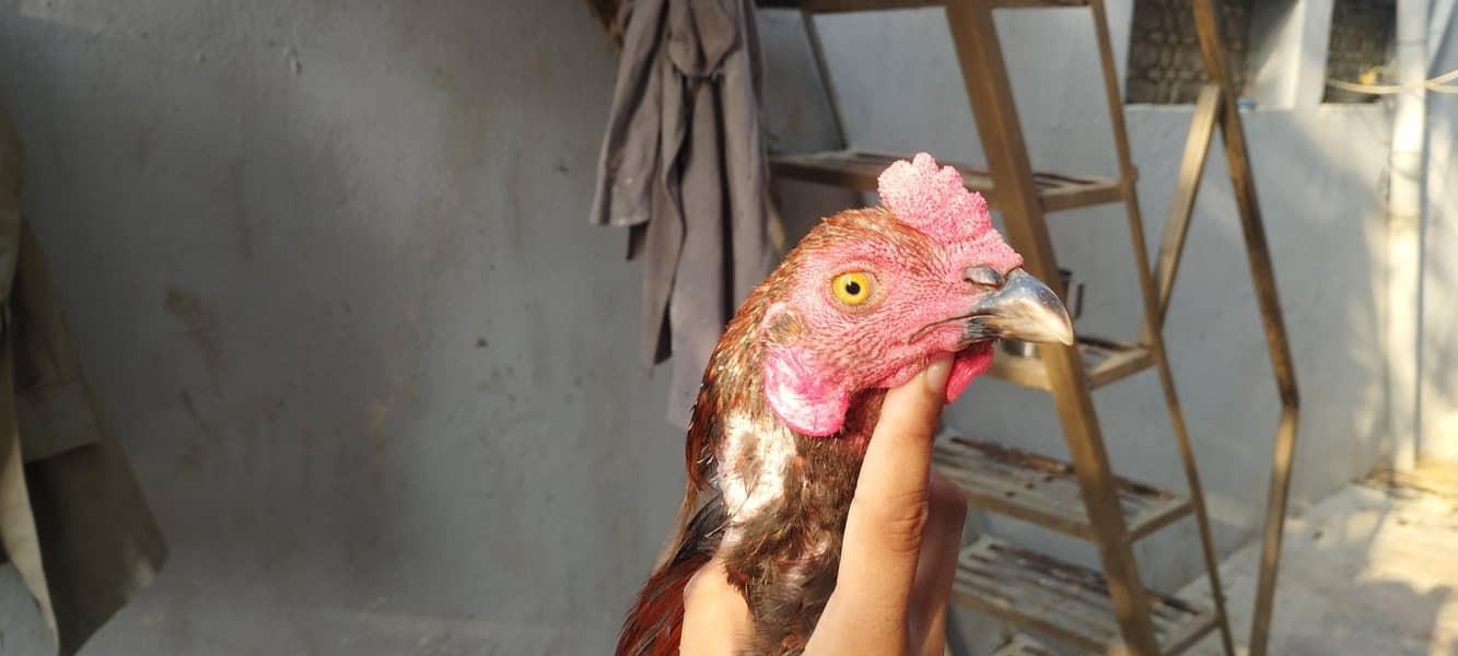 hens seel 6