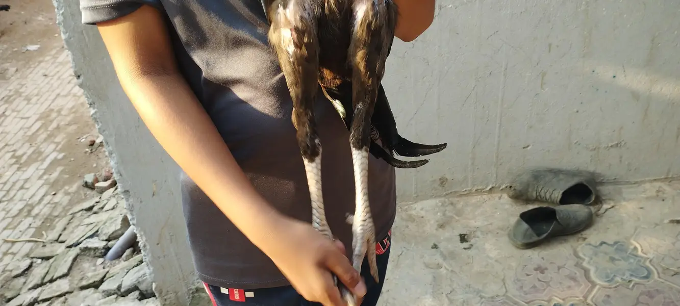 hens seel — photo 10