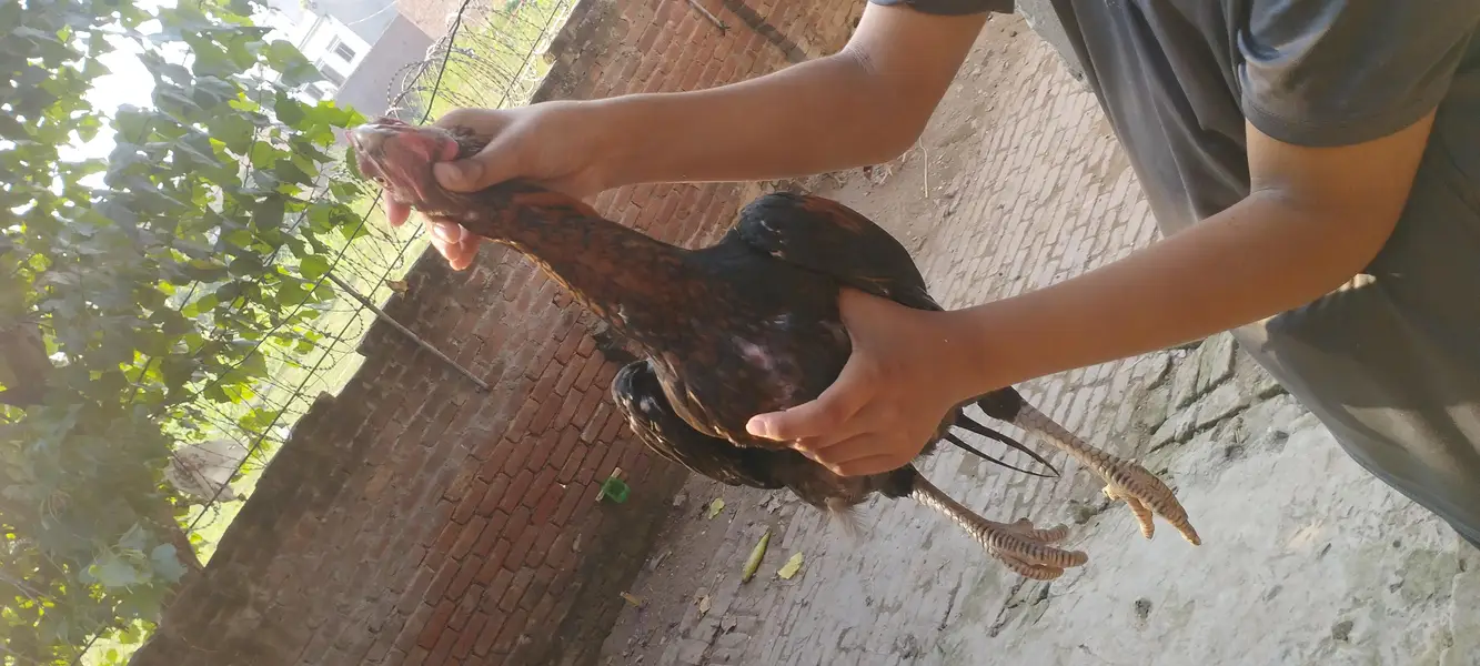 hens seel — photo 12