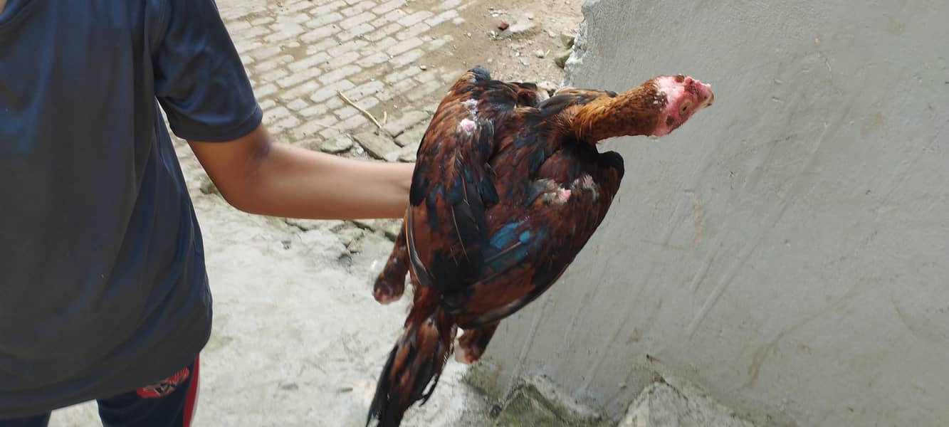hens seel 16