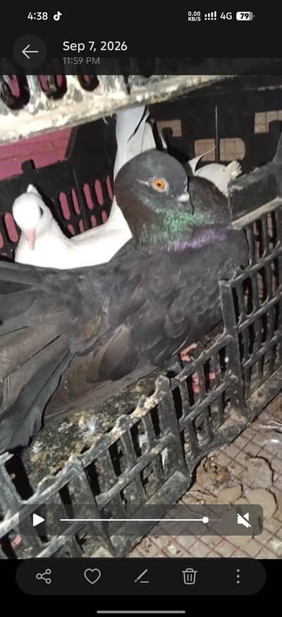active and healthy birds