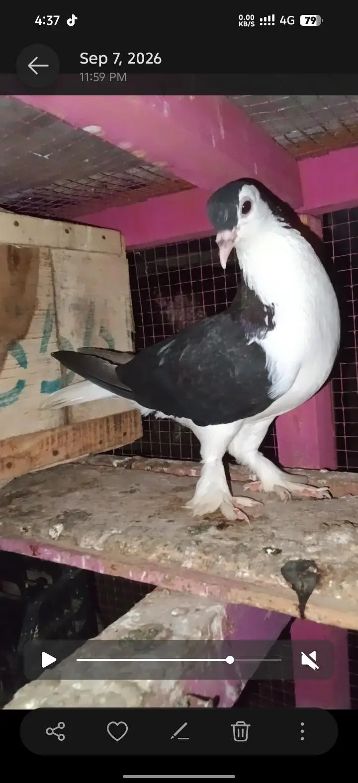 active and healthy birds — photo 2