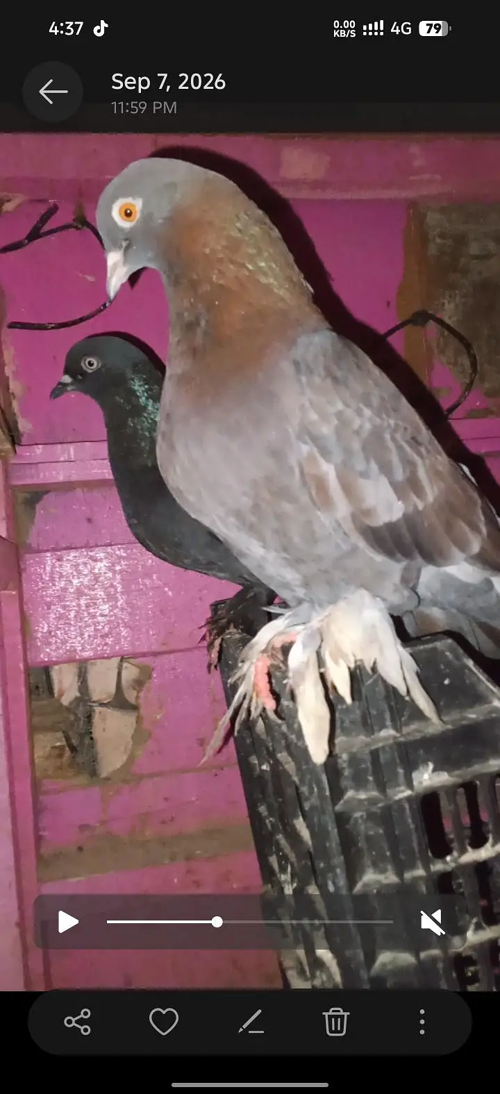 active and healthy birds — photo 3