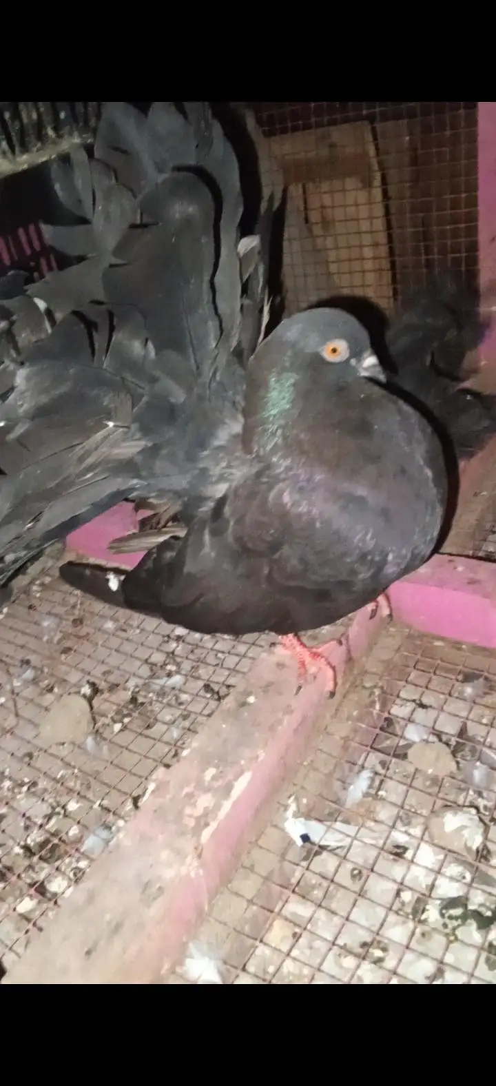 active and healthy birds — photo 4