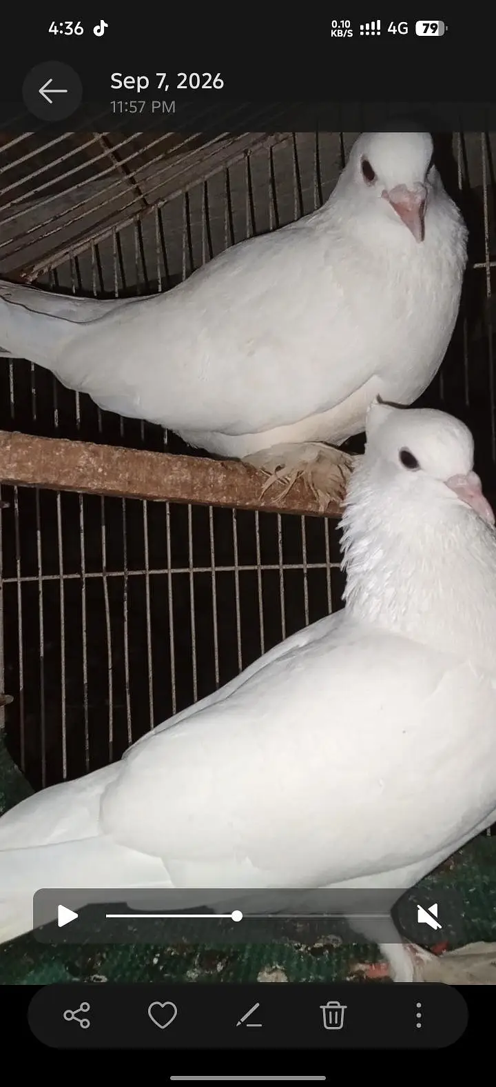 active and healthy birds — photo 5