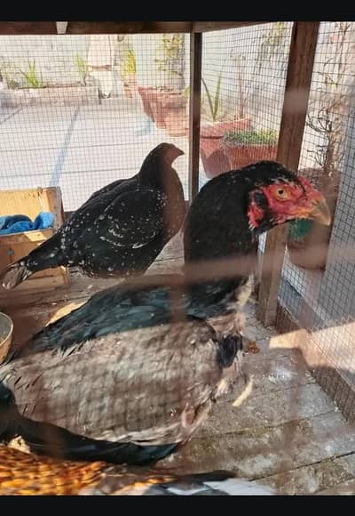 Black Aseel Murgi