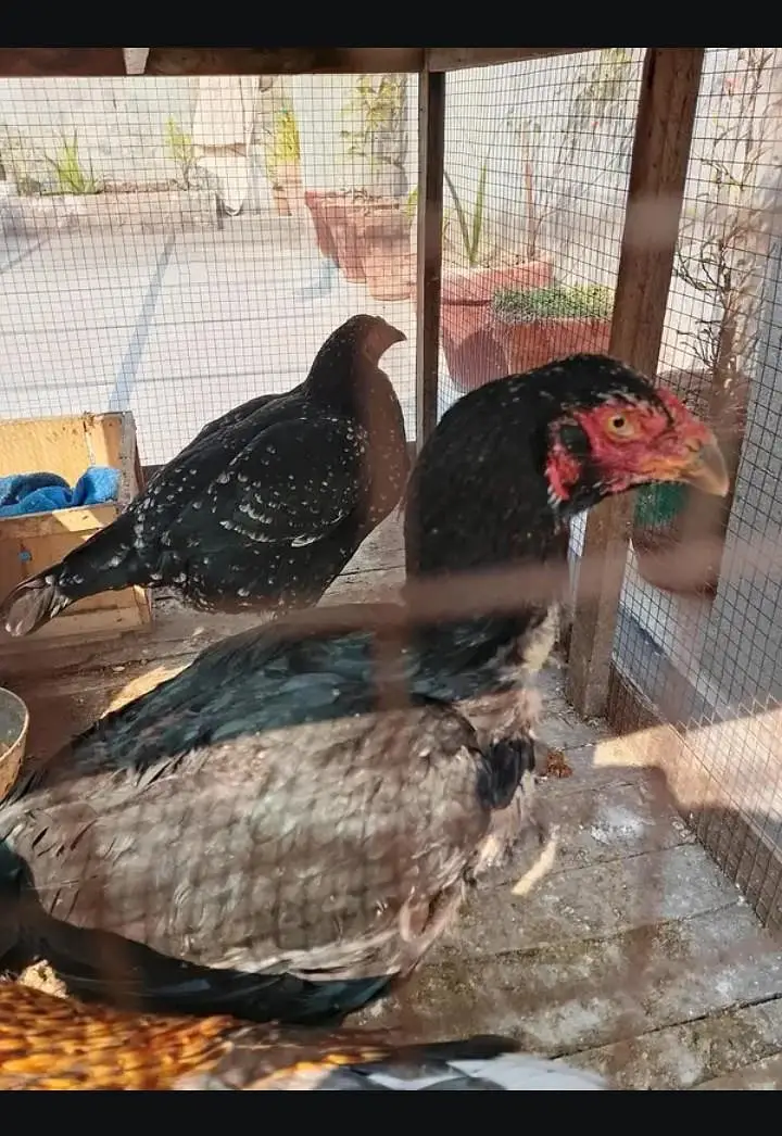Black Aseel Murgi