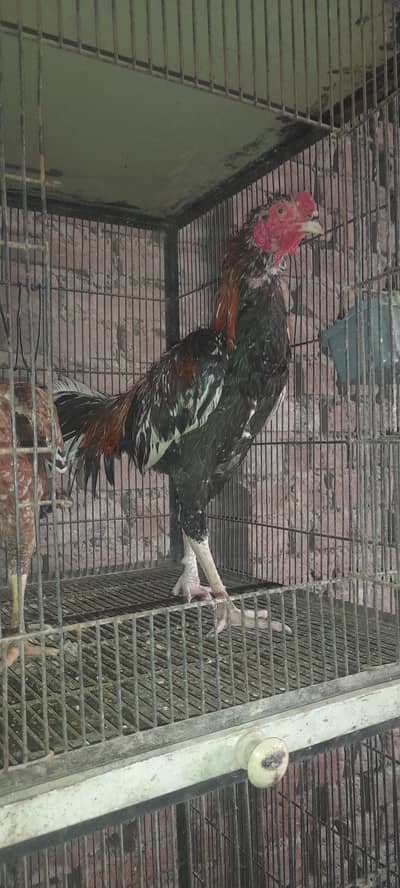 mainwali aseel phata