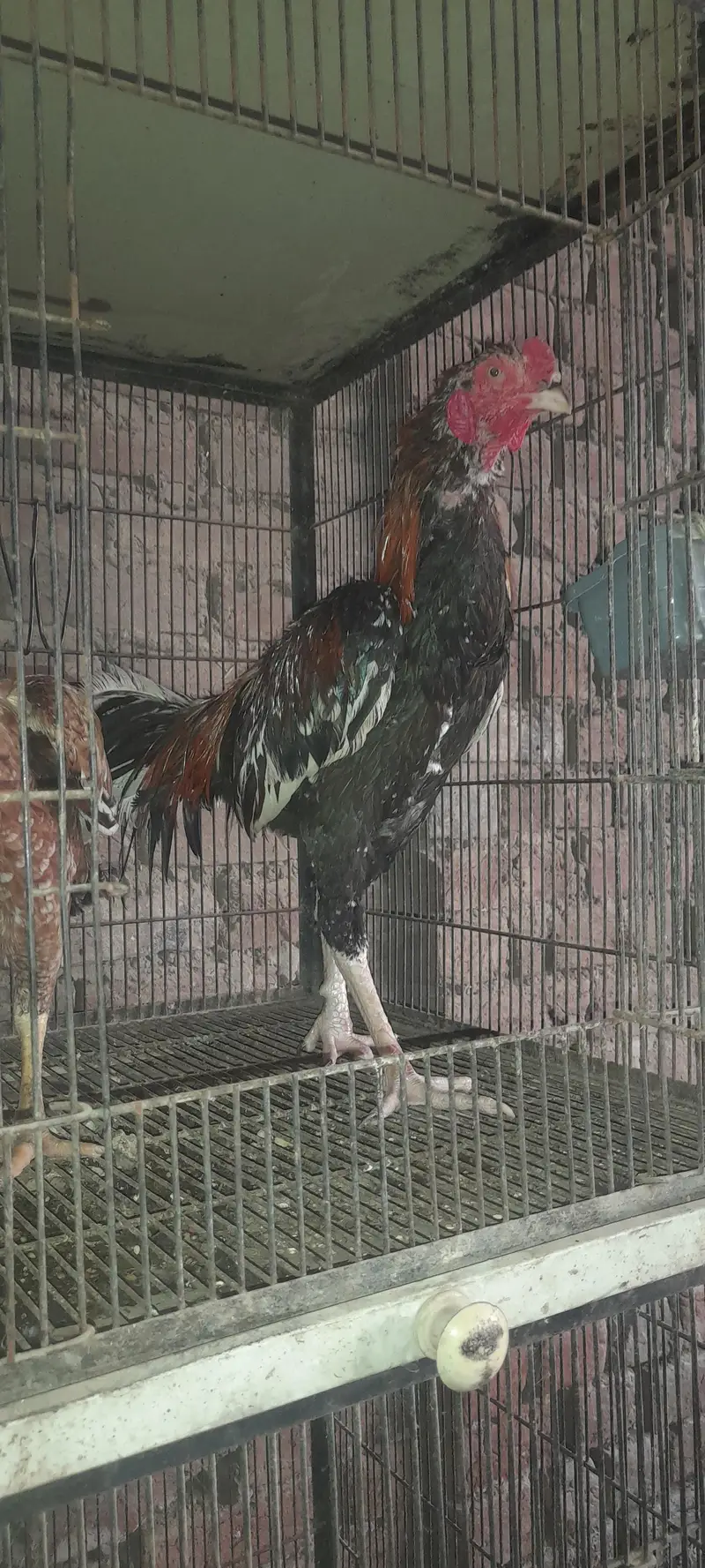 mainwali aseel phata