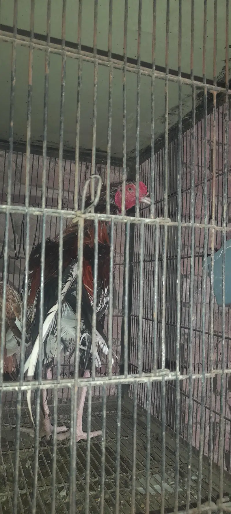 mainwali aseel phata — photo 2