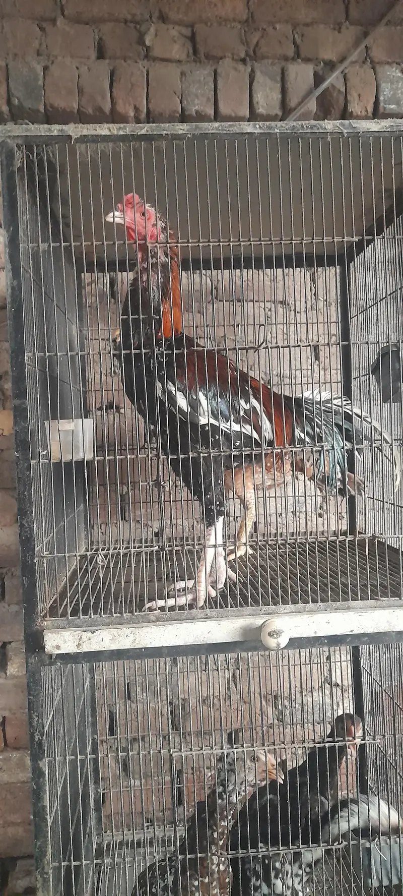 mainwali aseel phata — photo 3