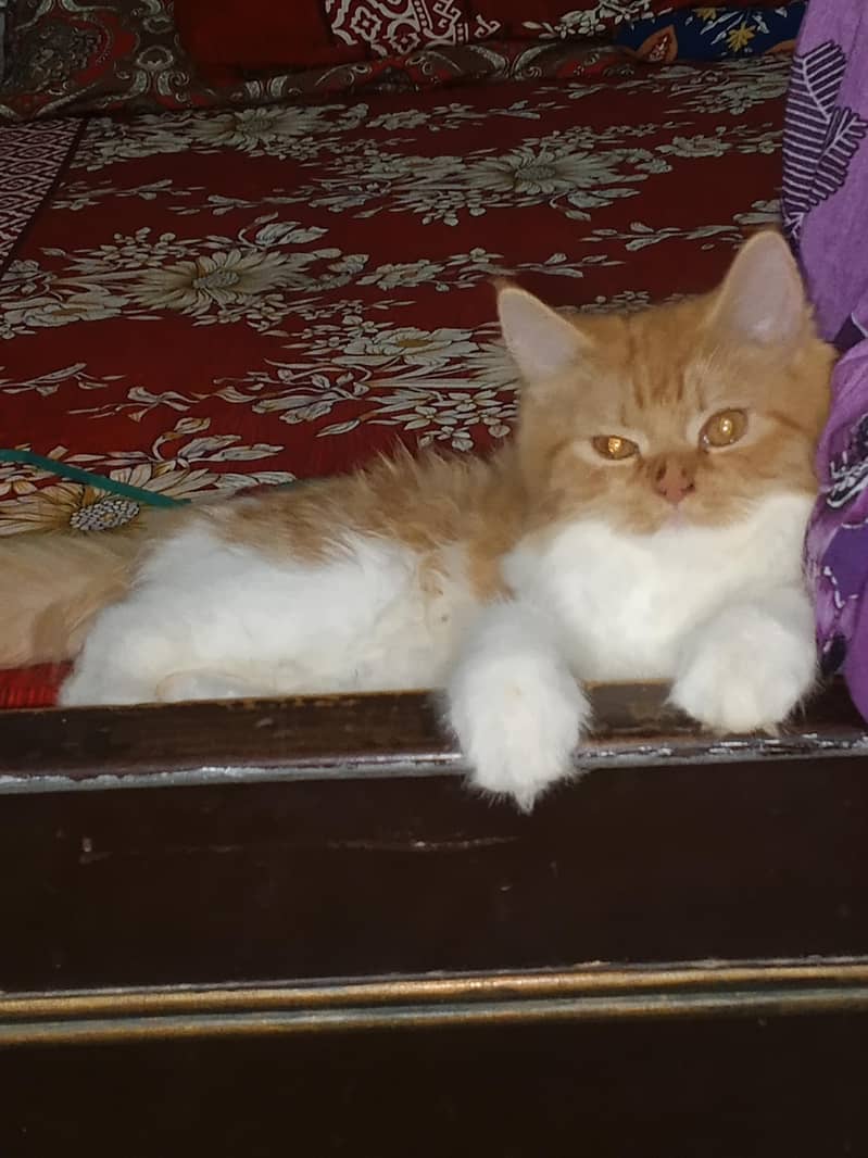 catss 0