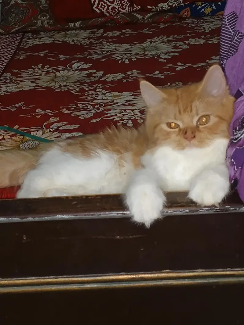 catss