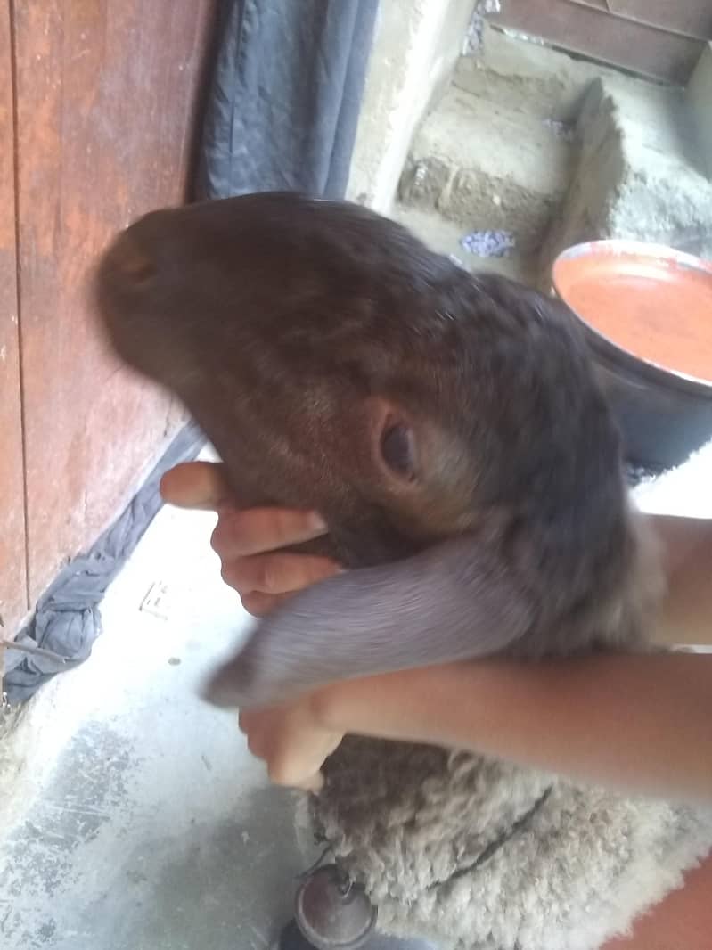 dumba 0