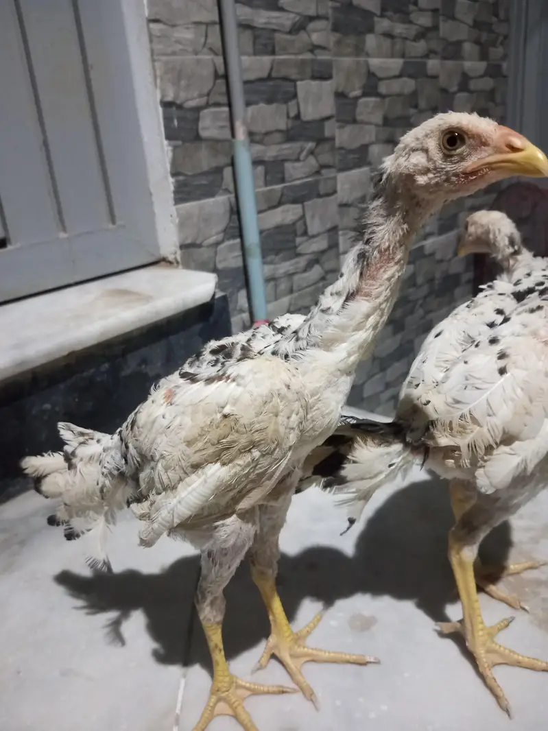 Shamu cross Aseel 2 Chicks — photo 2