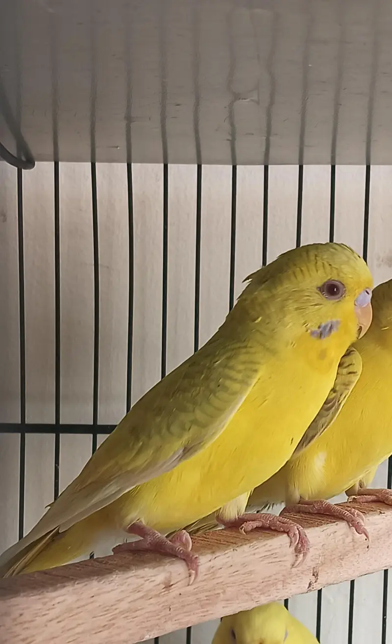 Fallow Budgies Male