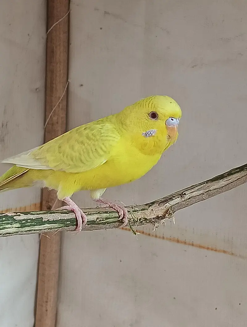 Fallow Budgies Male — photo 2