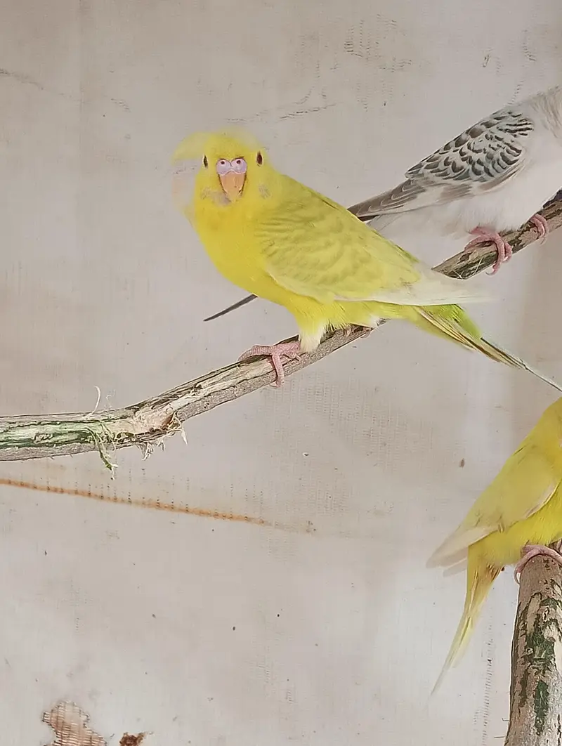 Fallow Budgies Male — photo 3