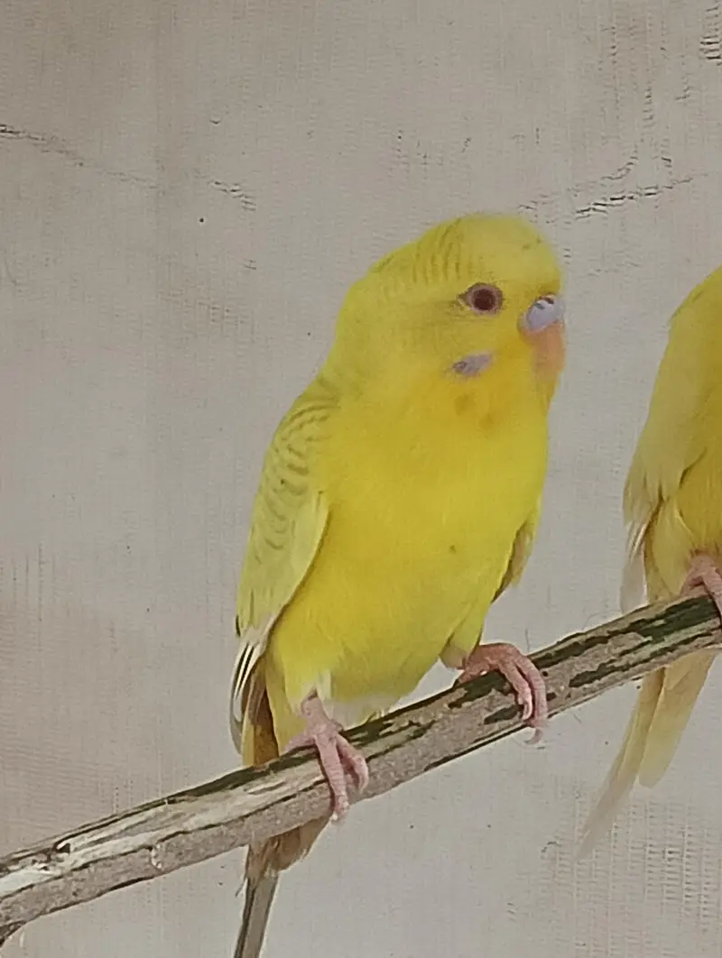Fallow Budgies Male — photo 4