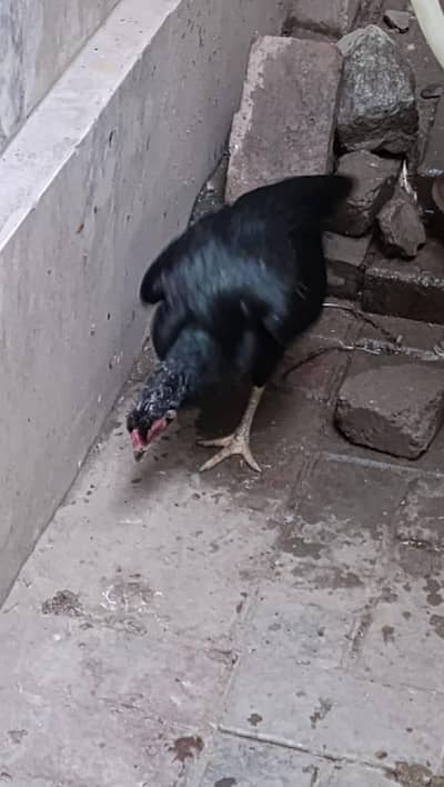 aseel murgi black color