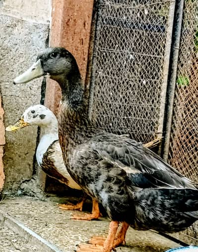 Full Adult Duck Breeder pair available