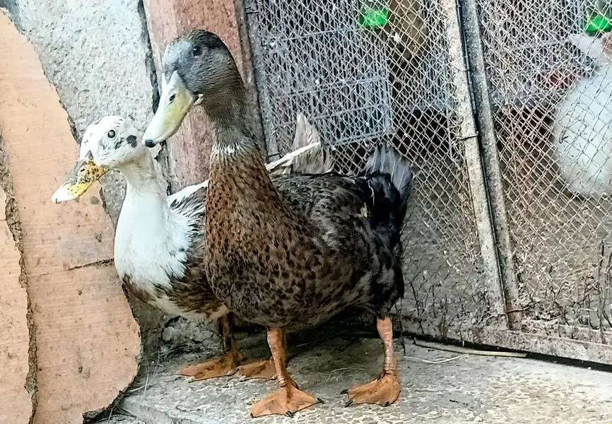 Full Adult Duck Breeder pair available — photo 2
