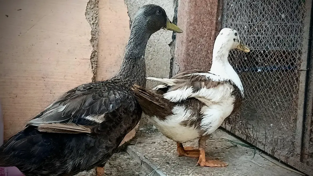 Full Adult Duck Breeder pair available — photo 3