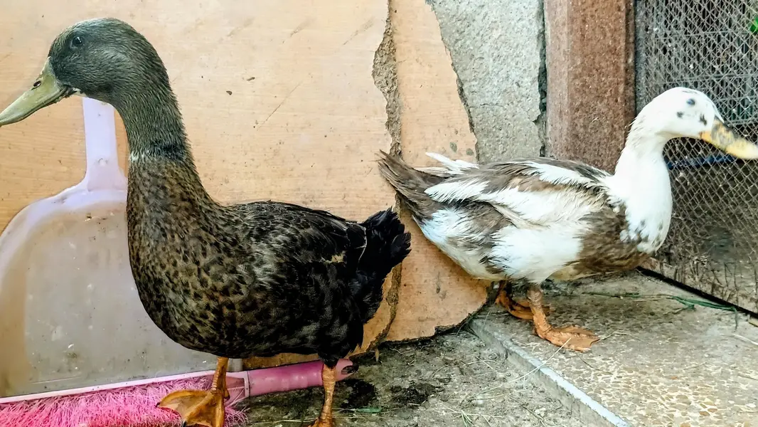 Full Adult Duck Breeder pair available — photo 4