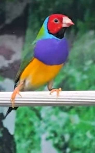 Gouldian Finches Green Back & Yellow Back Pairs Faisalabad