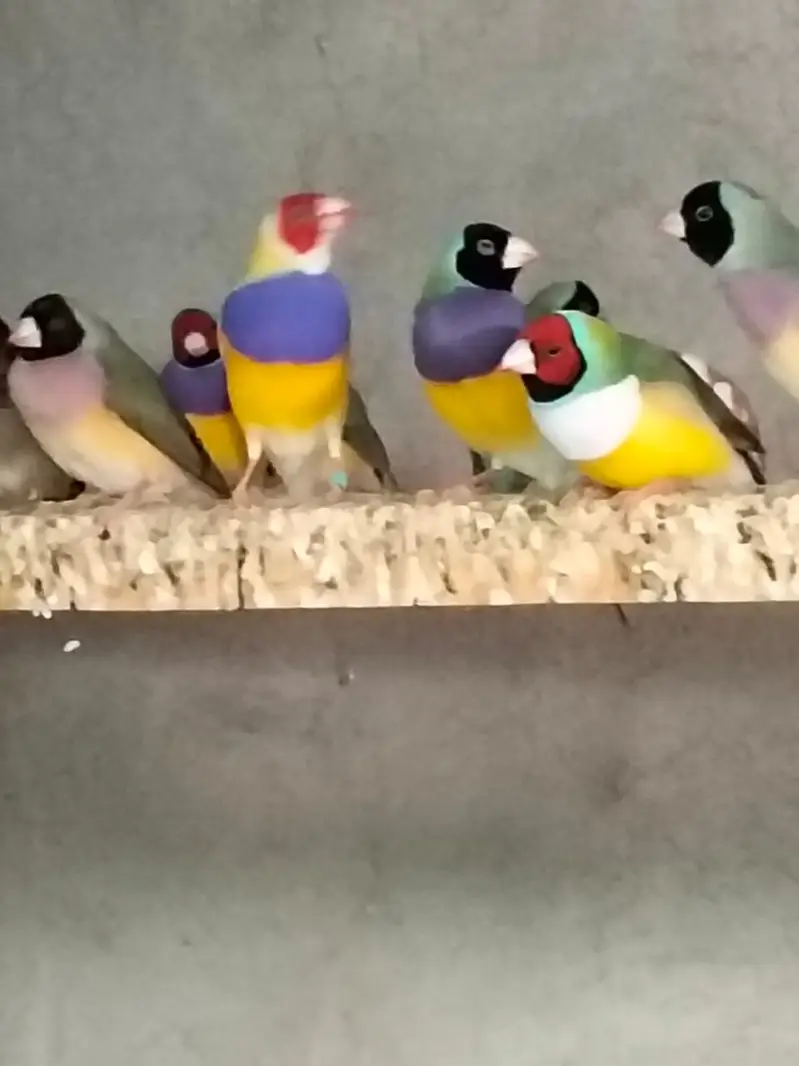 Gouldian Finches Green Back & Yellow Back Pairs Faisalabad — photo 2