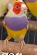 Gouldian Finches Green Back & Yellow Back Pairs Faisalabad — photo 3