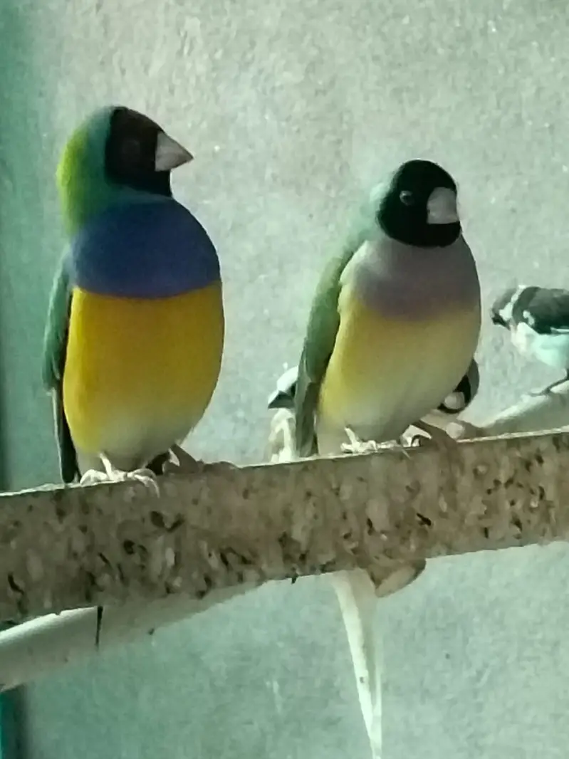 Gouldian Finches Green Back & Yellow Back Pairs Faisalabad — photo 4