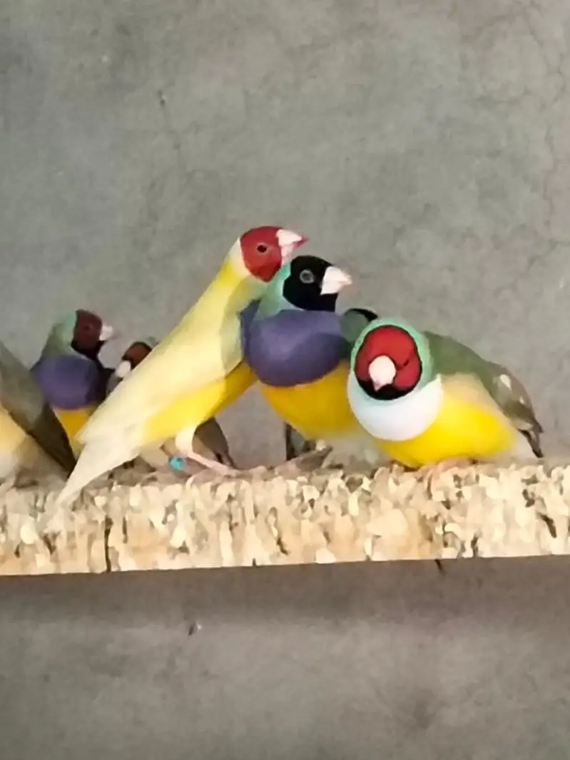 Gouldian Finches Green Back & Yellow Back Pairs Faisalabad — photo 5