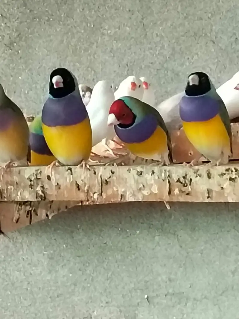 Gouldian Finches Green Back & Yellow Back Pairs Faisalabad — photo 6