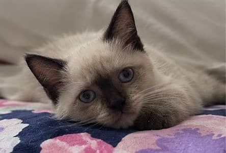 Siamese Kittens for Sale - female and male